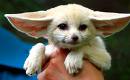 fennec-fox.jpg