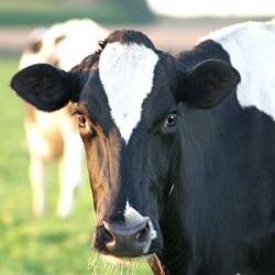 cow.jpg