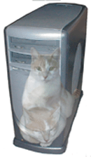cat.gif
