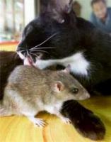 rat.jpg