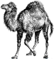perl_sm.gif