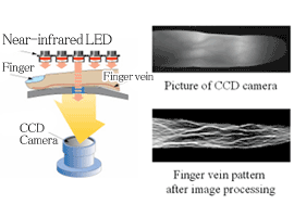 finger-vein.gif