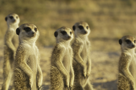 meerkat.jpg