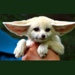 baby-fennec-fox.jpg