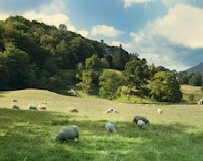 Landscape_290x230px.jpg