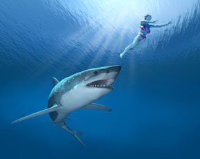 Shark.jpg