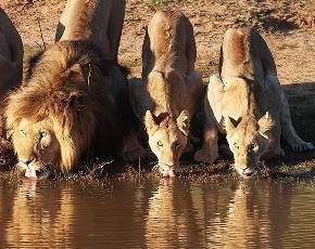 Be wary of the watering hole ... attack technique