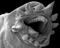 Bug under a microscope.jpg