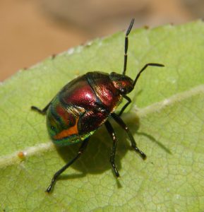 The Millennium Bug pictured enjoying a much needed holiday