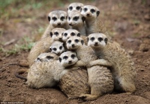 More group hugs needed when two functional areas are handled by different teams