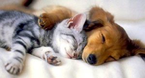 Jenkins to Mesosphere: "Hey! Wanna snuggle? Like, continuously?" Source: SuggestedPost.EU