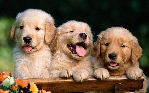 1a_online_shop_for_pet