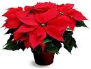 'Tis the season poinsettia