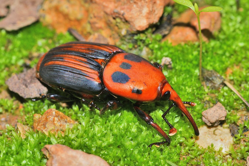 Bug Taxonomy