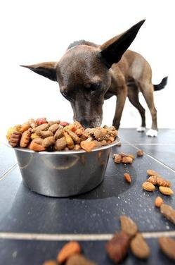 Dog Food - Frederic Sierakowski, Rex Features.JPG
