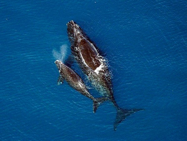 Right whales ; Source: NOAA