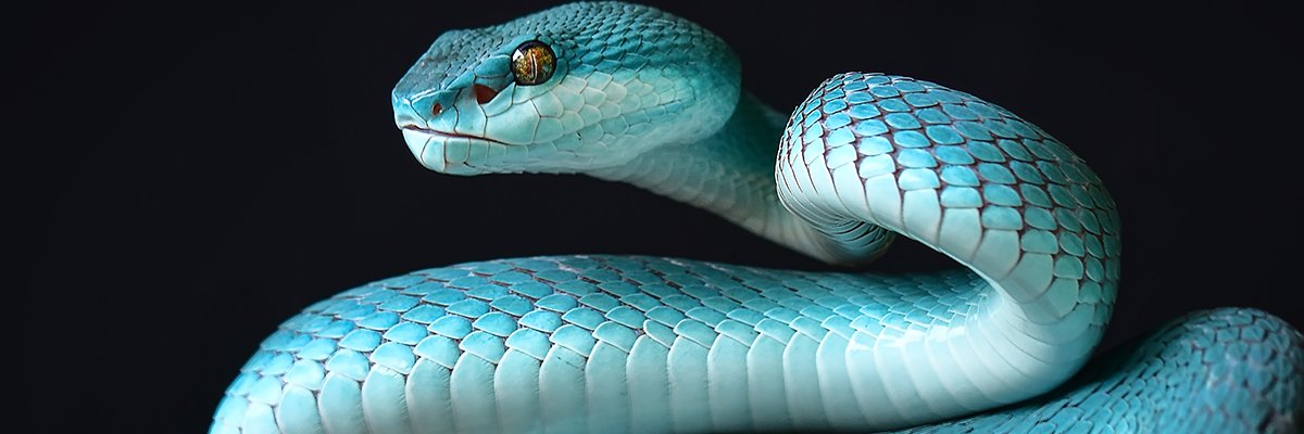 3D model Green Python Snake Attack Pose | 3D Molier International
