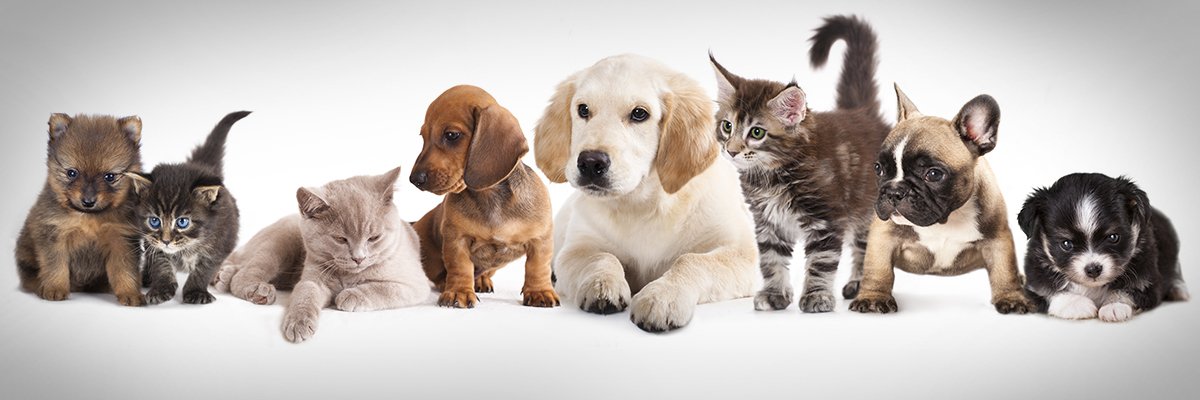 CDO interview: Pets at Home uses data analytics to further petcare  'ecosystem'