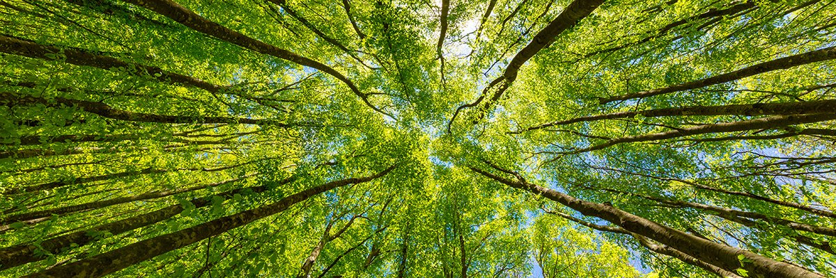 Digital twins start seeing the forest for the trees