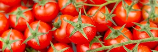 Precision-bred veg from Phytoform Labs: Meet the AI startup looking to boost the UK’s food security