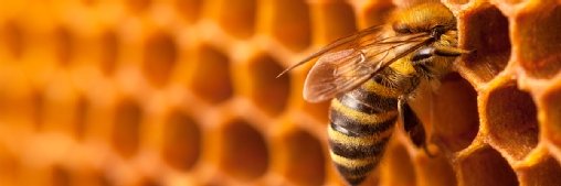 AI’s hidden sting: a threat to millions of bees