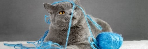 Paw Patrol: How AI and IoT are driving preventative pet care